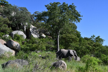 African elephant in Kruger National Park | Safari | Big Five | South Africa