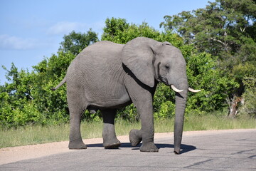 Fototapeta na wymiar African elephant in Kruger National Park | Safari | Big Five | South Africa