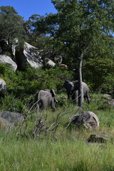 Obraz na płótnie Canvas African elephant in Kruger National Park | Safari | Big Five | South Africa