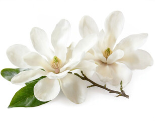 Weiße Magnolien isoliert auf weißen Hintergrund, Freisteller