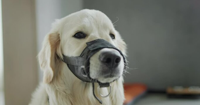 Sad dog in a muzzle. She ate garbage while walking and will now walk around wearing a muzzle.