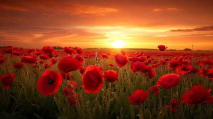Schilderijen op glas Sunset embrace on poppy field. A field of vivid red poppies, golden glow © mikeosphoto