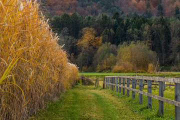 Beautiful autumn landscape. Tall yellow reeds and mountains in the background.