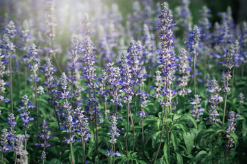 Blue Salvia flower in garden, beautiful flower background