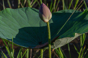 Beautiful lotus flower in the garden.