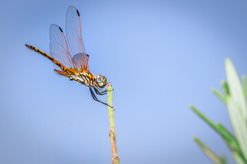 Orange Wandering glider Dragonfly (Pantala flavescens) sitting on green grass, South Africa - Powered by Adobe