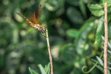 Orange Wandering glider Dragonfly (Pantala flavescens) sitting on green grass, South Africa