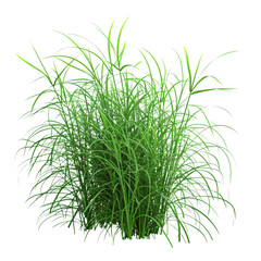 fresh green weed bush