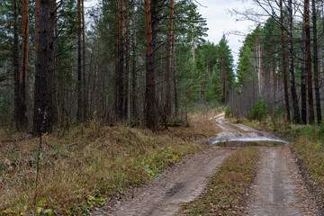 Fototapeta na wymiar A country road in a pine forest in autumn.