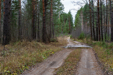 Fototapeta na wymiar A country road in a pine forest in autumn.