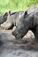 Fototapeta premium White rhinoceros in Sabi Sands Game Reserve | Safari | Big Five | South Africa