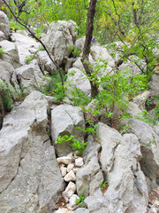 trees among the stones