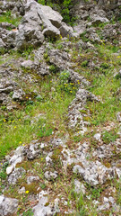 Plants among stones