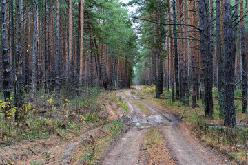 Fototapeta premium A country road in a pine forest in autumn.