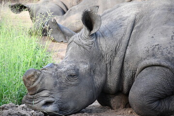 Fototapeta premium White rhinoceros in Sabi Sands Game Reserve | Safari | Big Five | South Africa