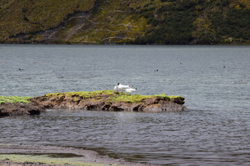 High Andean Gulls. Andean lake