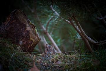 a portrait from a yellow necked mouse, apodemus flavicollis, in the garden on the floor at a winter morning