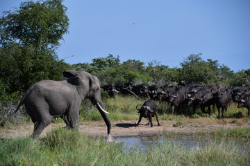 African elephant vs. Buffalo herd in Kruger National Park | Safari | Big Five | South Africa