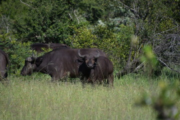 Naklejka na ściany i meble Buffalo in Kruger National Park | Safari | Big Five | South Africa