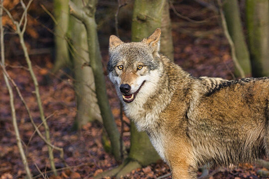 Wolf im Wald zwischen B&auml;umen in nat&uuml;rlicher Umgebung mit aufmerksamem Blick: 