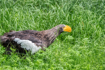 Close up of a Steller's Sea Eagle (Haliaeetus pelagicus)