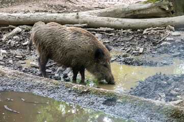 Wild boars drinking water