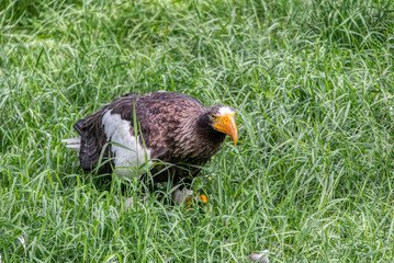 Close up of a Steller's Sea Eagle (Haliaeetus pelagicus)