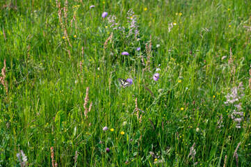 A butterfly in a green meadow