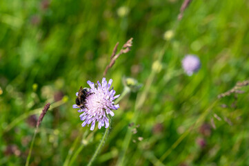 Bumblebee sits on a flower