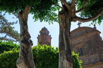 Tree overlooking a church tower in the town of Galdar, Spain