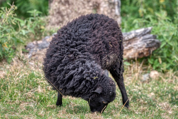 A black welsh mountain sheep ewe grazing in a field