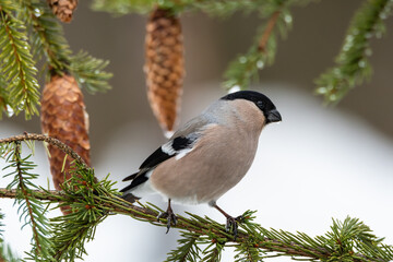 Bullfinch female in the forest on the Christmas tree