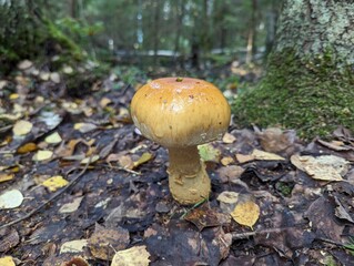 Cortinarius triumphans in the autumn forest