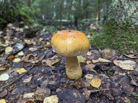 Cortinarius triumphans in the autumn forest