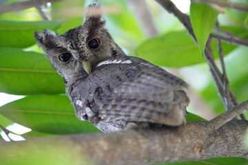 The Pacific screech owl (Megascops cooperi) is a species of owl in the family Strigidae. It is...