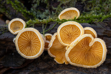 Orange mock oyster mushrooms Phyllotopsis nidulans on wood