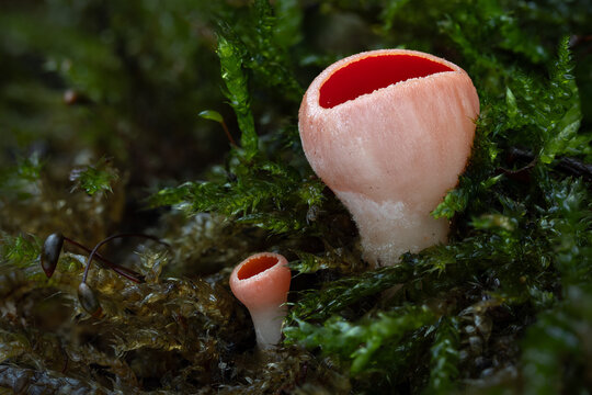 Scarlet elfcup mushroom in the forest - Sarcoscypha coccinea