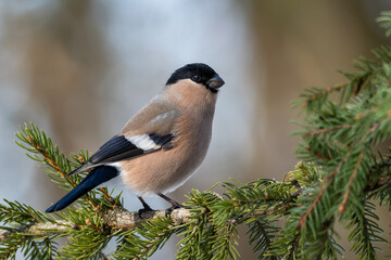 Bullfinch female in the forest on the Christmas tree