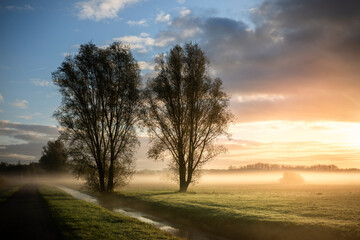 Sunrise Serenity, two trees in a misty field at sunrise