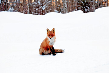 Fox In The Winter