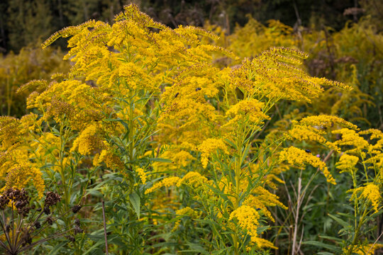 bright yellow blooming autumn flowers, goldenrod
