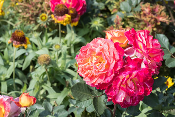 Obraz premium Beautiful roses in the garden.