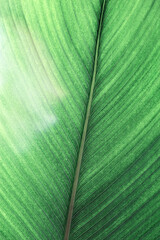 Naklejka premium Macro texture Green palm leaf as natural background for design, abstract nature view. Detailed green tropical leaves with veins. Close up photo of fresh foliage. vivid colored nature pattern