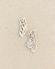 Two white corals on sand beach textured background. Minimal style aesthetic still life composition, top view, copy space. Summer vacation, sea life, harmony concept. Natural neutral colors