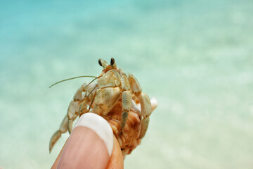Crab in a shell in hand