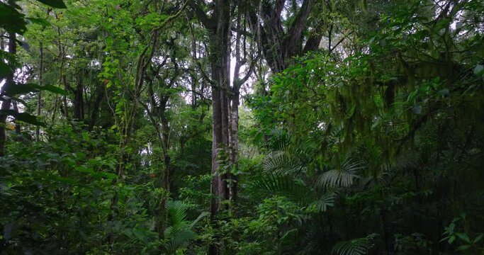  Tropical forest interior. Background of a rainforest. Drone view of Bali.
