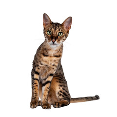 Cute F6 Savannah cat sitting up straight facing front. Looking at camera with green eyes and cute head tilt. Isolated ocutout on transparent background. Tail beside body.