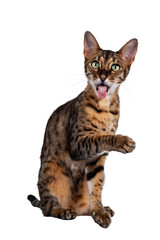 Funny F6 Savannah cat sitting up straight facing front. Looking at camera with green eyes, one paw...
