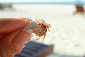 Crab in a shell in hand