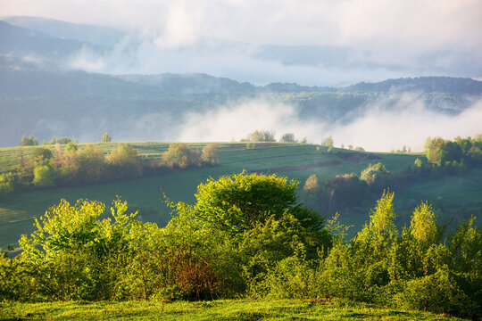 stunning carpathian countryside scene on a foggy morning in spring. trees on a grassy hill in morning light. landscape with mountains in mist and clouds rolling in to the distance